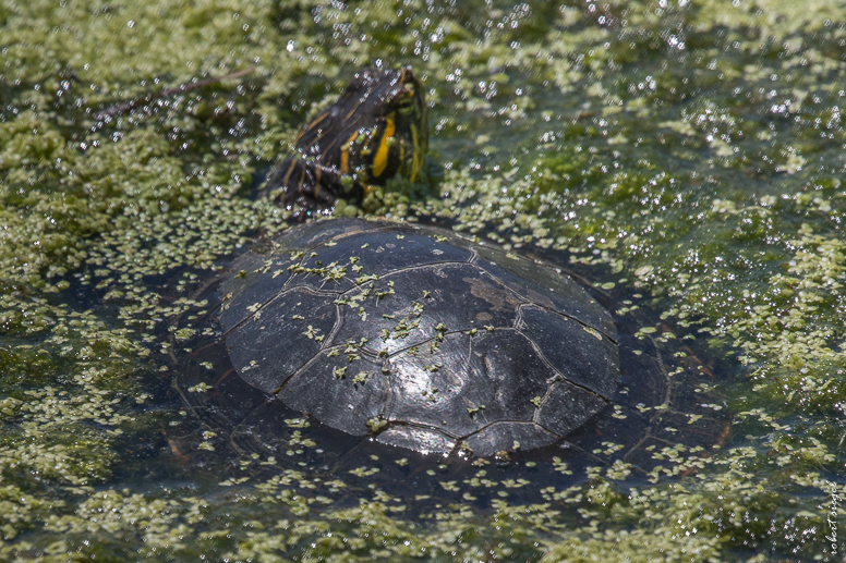 emily renzel wetlands